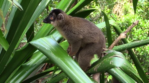 Curious lemur explores the forest on island of Madagascar Video stock 86472107