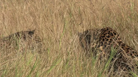Curious leopard cub gets swatted and hissed at by a frustrated adult Stock Footage 152186313