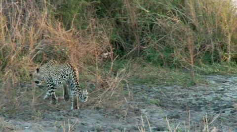 Curious Leopard 库存影片 646735