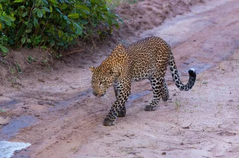 A curious Leopard investigating a water stream. Stock Photos