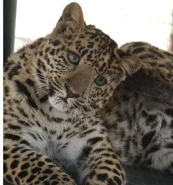 Curious leopard Stock Photos