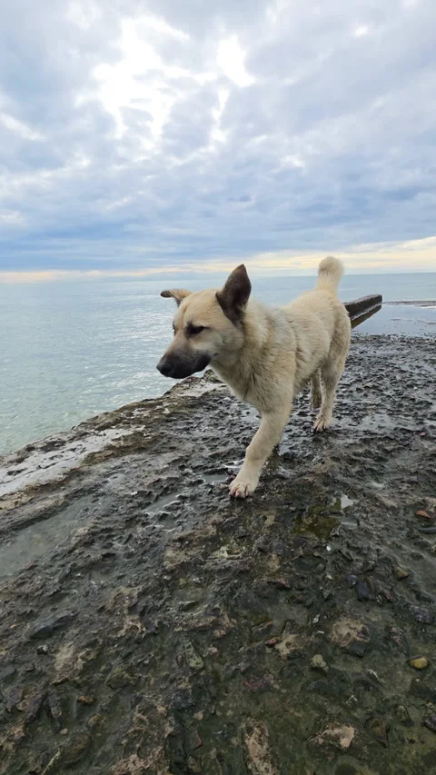 Curious light-colored stray dog carefully walking along a wet, rocky breakwater Vídeo Stock 329623213