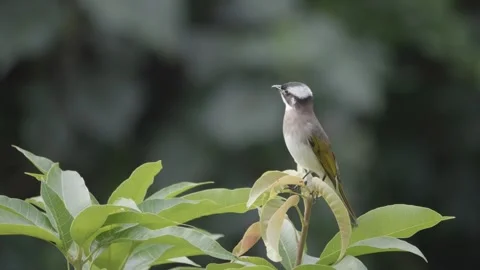 Curious Light-Vented Bulbul Sitting on Top of a Bush, Portrait shot Vídeos de archivo 264875272