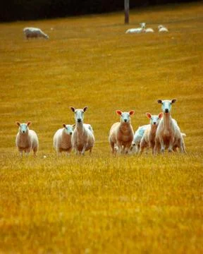 Curious Line of Sheep in a Row Among a Field of Lambs Stock Photos