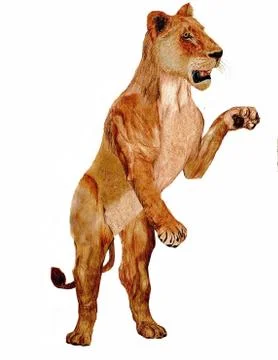 Curious lion Stock Illustration