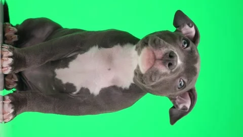 curious little American bully dog Stock Video Pond5