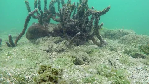 Curious little angel fish Florida Keys Stock Footage