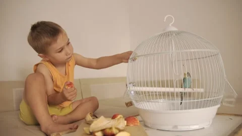 Curious little boy feeding his budgie pet 動画素材 323710827