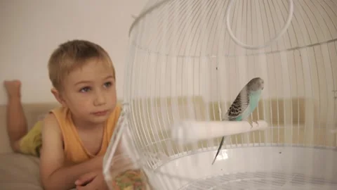 Curious little boy looking at his pet parakeet in a cage Stock Footage 323710683
