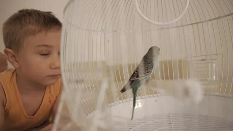 Curious little boy watching budgerigar in birdcage 스톡 동영상 323710908