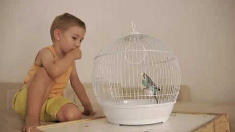Curious little boy watching a pet budgie in a birdcage 스톡 동영상 323710992