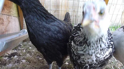 Curious Little Chicks Stock Footage 22917070