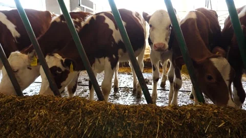 Curious little cows look into camera eating hay on dairy farm. Small calves Stock Footage 341795066