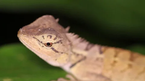 Curious lizard agama Emma Gray's Forest Lizard (Calotes emma) Stock Footage 71612132