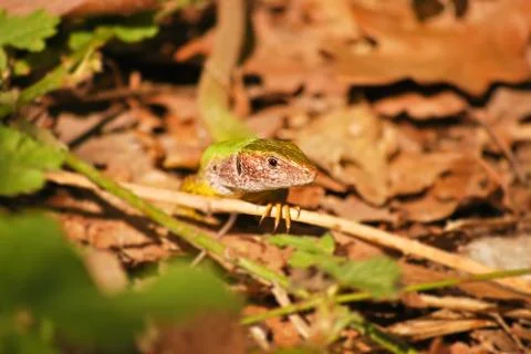Curious lizard Stock Photos