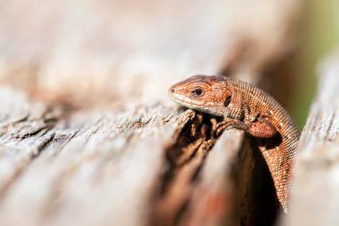 Curious Lizard Stock Photos