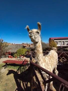 Curious llama posing outdoors. Stock Photos