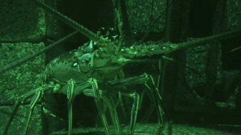 Curious Lobster  Видео 291646