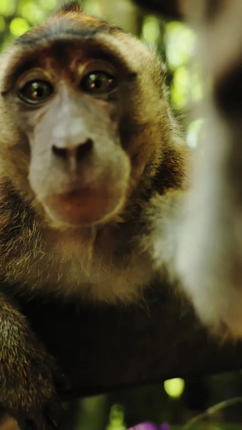 Curious Long Tailed Macaque Looking Into Camera, Tropical Forest Portrait Stock Footage 342199171