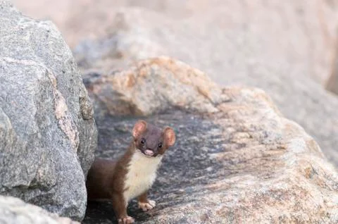 Curious Long-tailed Weasel Stock-Fotos
