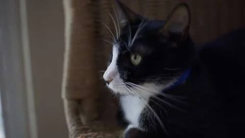 Curious looking cat Stockbeeldmateriaal 174662967