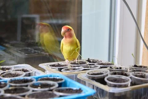 Curious Lovebird Examines Seedling Trays By A Window Stock Photos