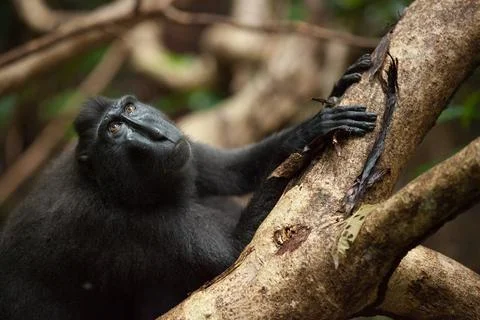 Curious macaca nigra holds the tree with its cute palms Stock Photos