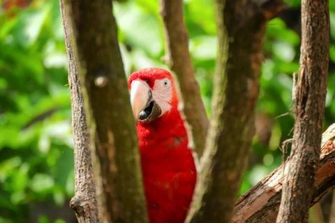 Curious macaw of ara between the trees Stock Photos
