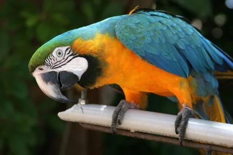 Curious Macaw Stock Photos