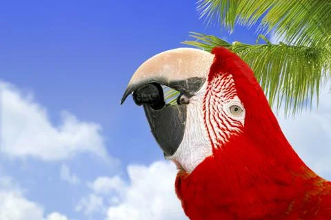 Curious Macaw Stock Photos