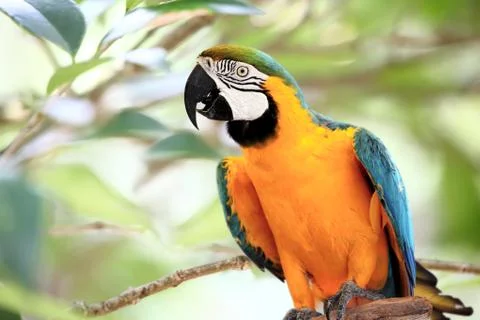 Curious Macaw Stock Photos