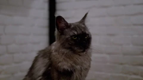 Curious Maine Coon Cat Stock Footage 293163363
