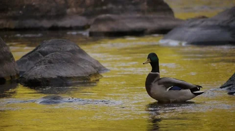 Curious Mallard duck observes something and then sails off screen. Stock Footage 62438636
