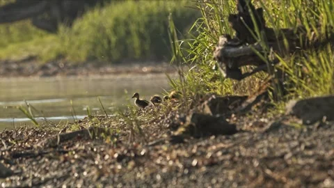 Curious Mallard Ducklings Exploring the Riverside – 4K Stock-Footage 320989247