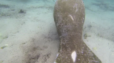 A curious manatee checks out a diver Stock Footage 62839353
