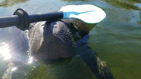 Curious Manatee Nuzzles Paddle Stock Footage 151090759