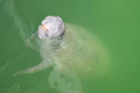 Curious Manatee Stock Photos