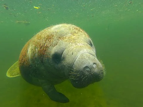 A Curious Manatee Stock Photos