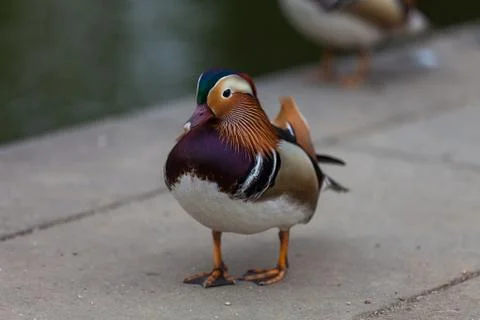 Curious mandarin duck Stock Photos