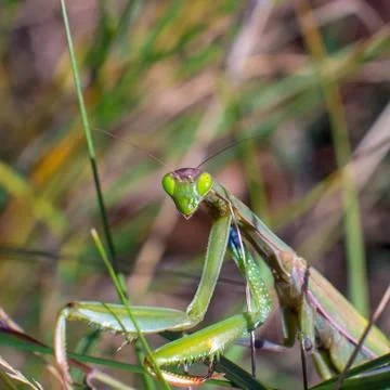 A curious mantis Фото