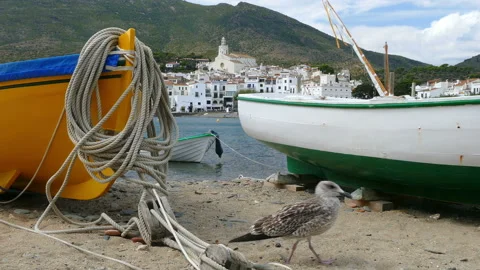 Curious marine scene. Stock Footage 152480341