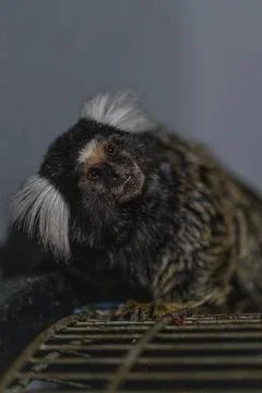 Curious marmoset exploring its environment in a cozy indoor setting during the Stock Photos