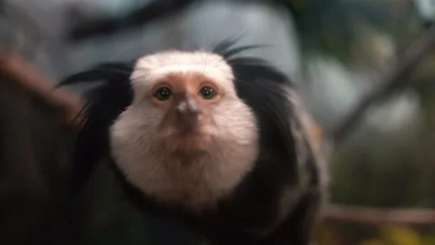 Curious marmoset looking at camera lens Stock Footage 276299493