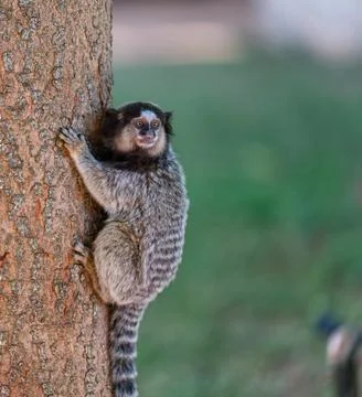 Curious Marmoset Monkey Clinging to a Tree Trunk Foto stock