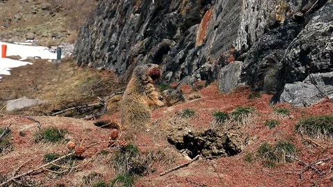 Curious marmot walking towards camera. Vidéo 106291813