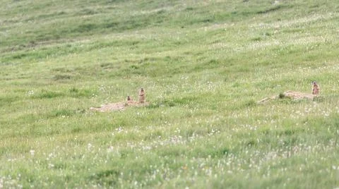 Curious marmots control the area around their burrows Stock Photos