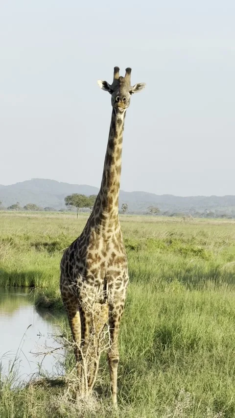 Curious Masai Giraffe Looking at Camera – Mikumi National Park, Tanzania Stock-Footage 332920626