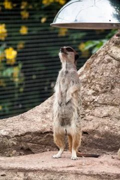 Curious meercat Stock Photos