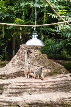 Curious meercats Stock Photos