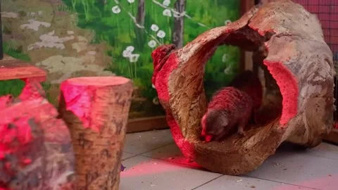 Curious meerkat exploring a log in its enclosure 库存影片 337032753